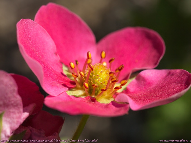 strawberry-roseflowering-lizonka1