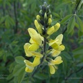 thermopsis fabacea