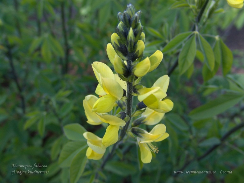 thermopsis fabacea