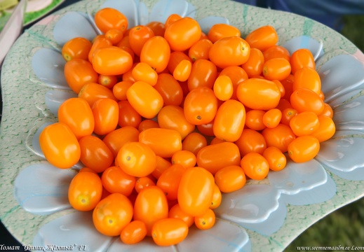tomat-finik-zholty