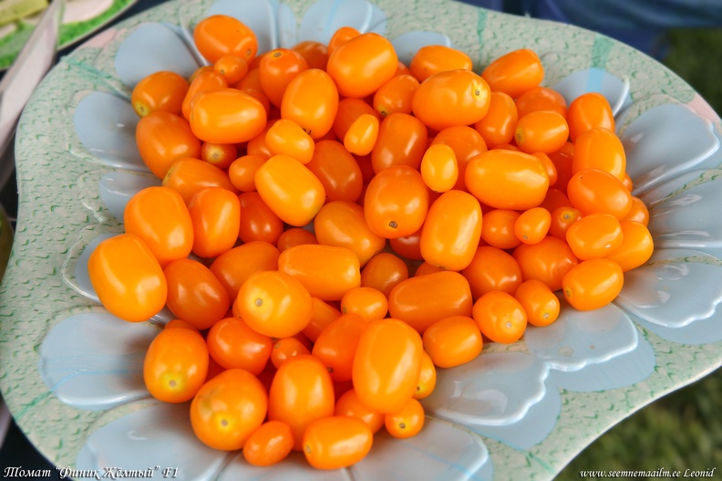 tomat-finik-zholty.jpg