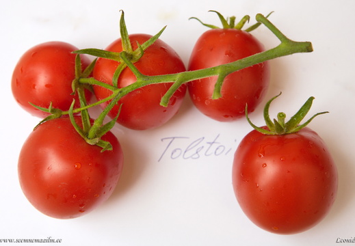 tomat-tolstoi-f1