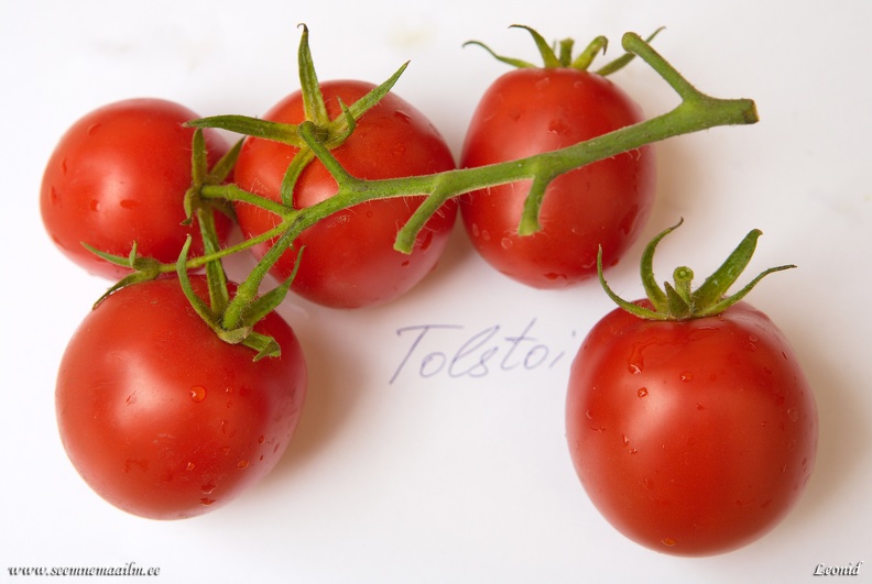 tomat-tolstoi-f1.jpg
