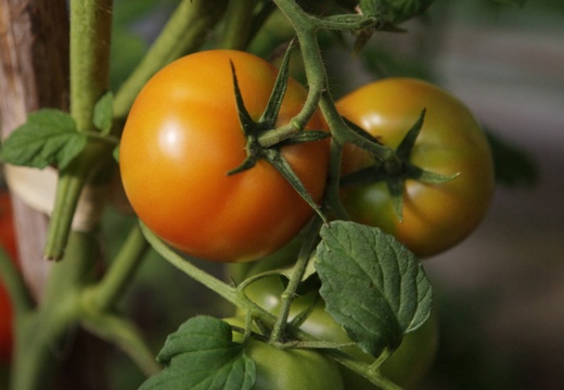 tomat amulet1a