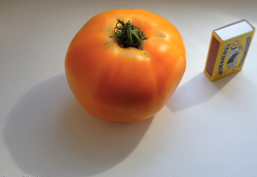 tomat apelsina