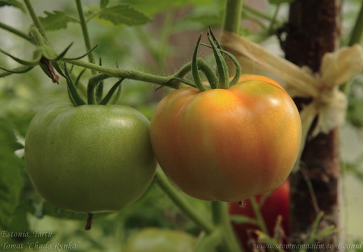 tomat chudorynka2a