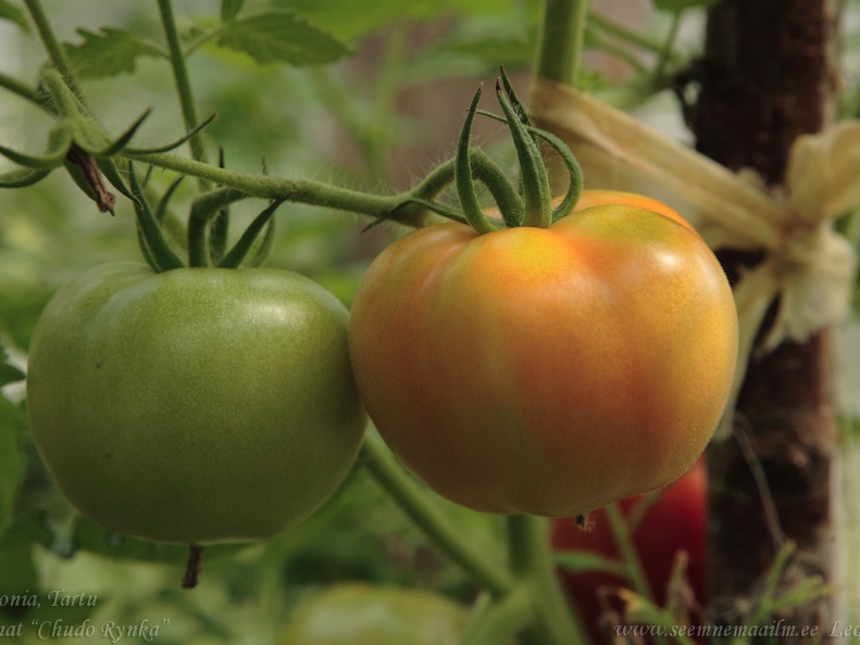tomat chudorynka2a