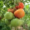 tomat chudorynkaa