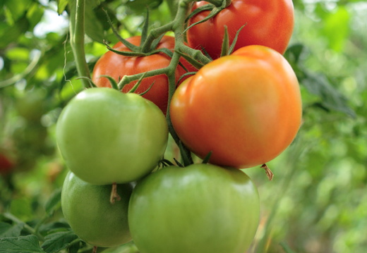 tomat chudorynkaa