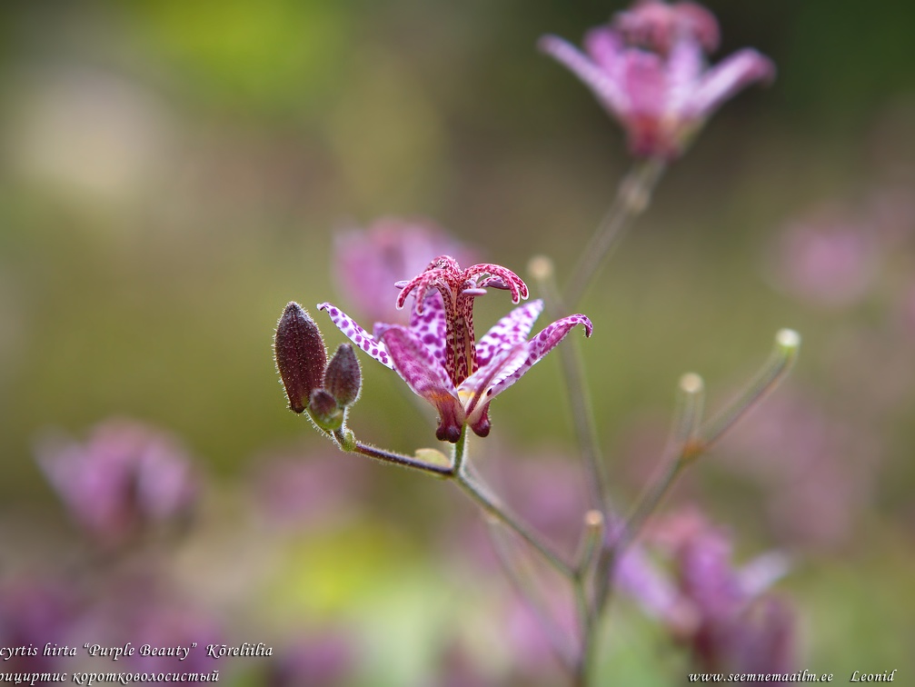 tricyrtis-purple-beauty-koreliilia