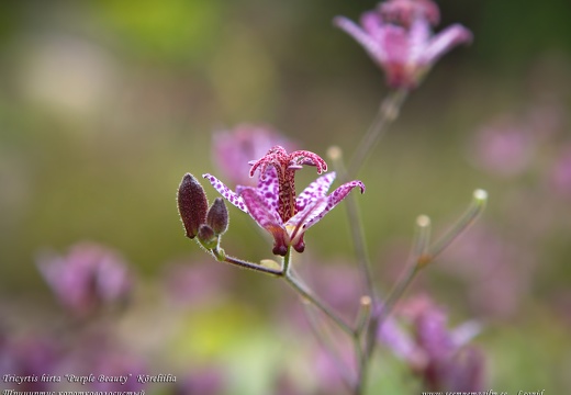 tricyrtis-purple-beauty-koreliilia