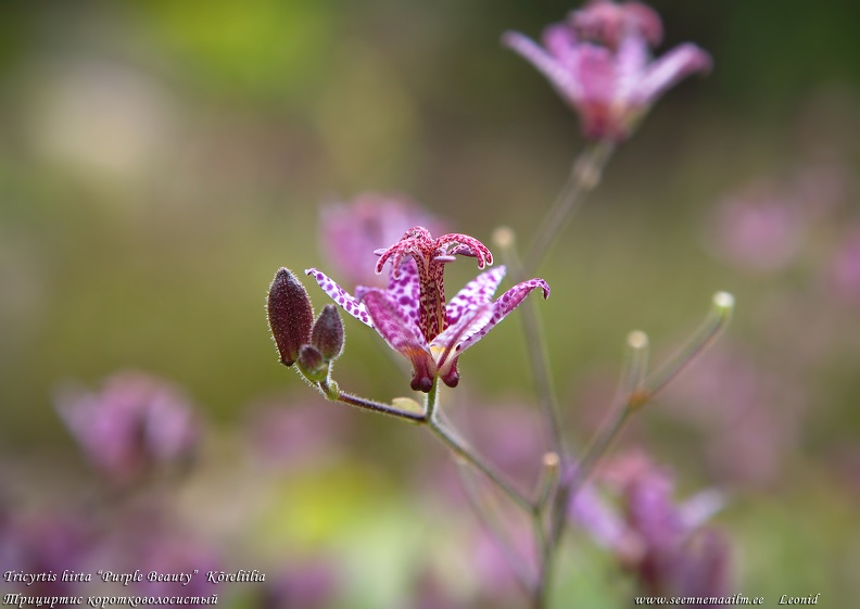 tricyrtis-purple-beauty-koreliilia.jpg