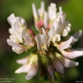 trifolium-repens-amoria-valge-ristik