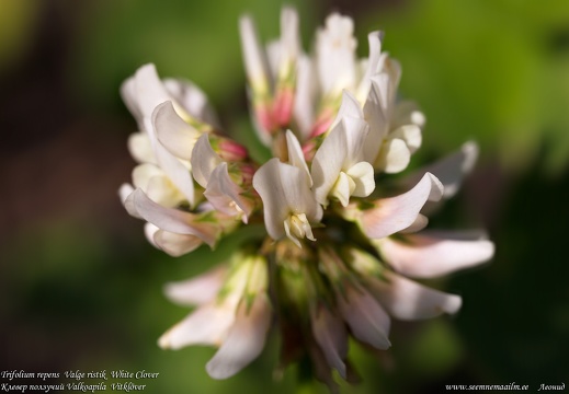 trifolium-repens-amoria-valge-ristik