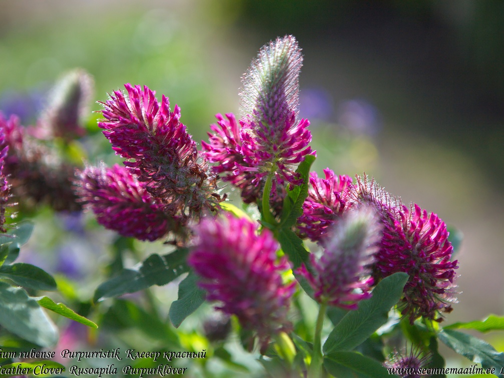trifolium-rubense-purpurristik