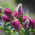 trifolium-rubense-purpurristik