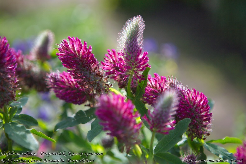 trifolium-rubense-purpurristik.jpg