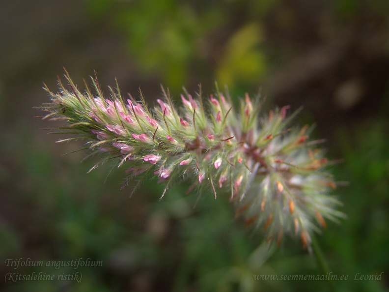 trifolium_angustifolium.jpg