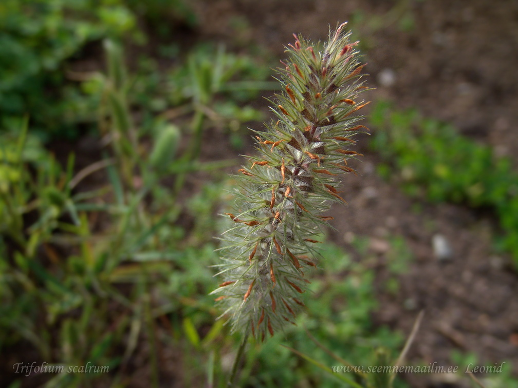 trifolium scalrum