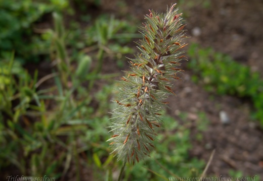 trifolium scalrum