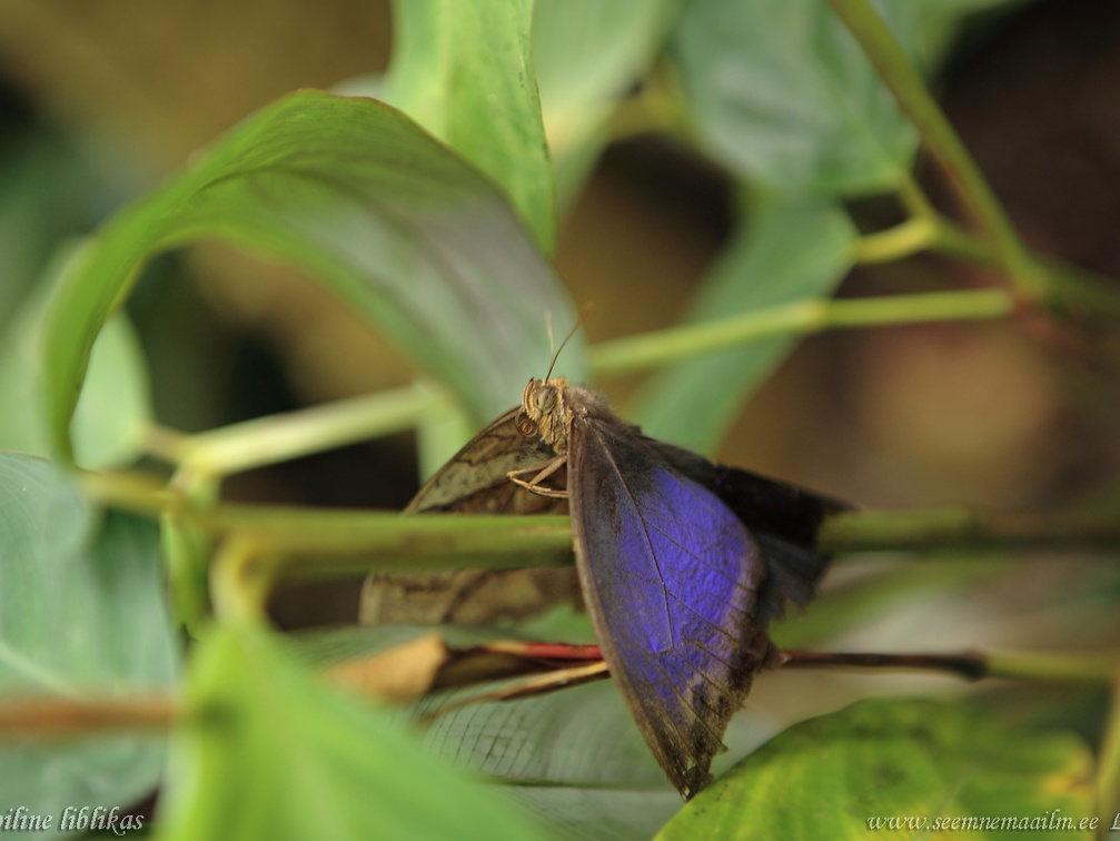 troopiline liblikas2