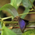 troopiline liblikas2