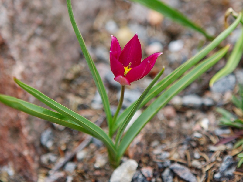 tulipa-humilis-persian-pearl