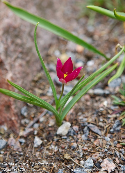 tulipa-humilis-persian-pearl.jpg