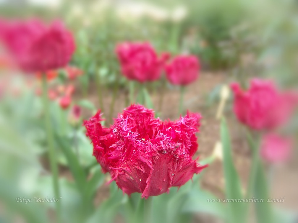 tulipa barbados