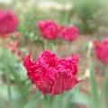 tulipa barbados