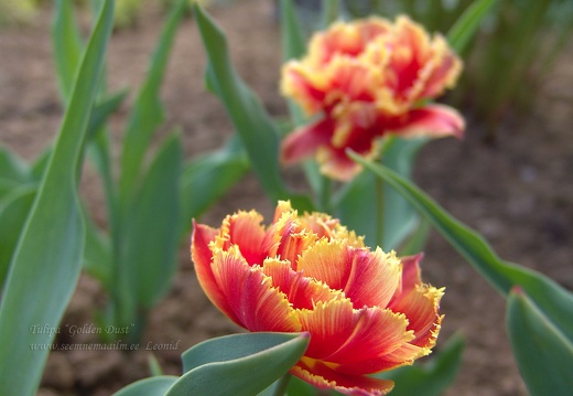 tulipa golden dust