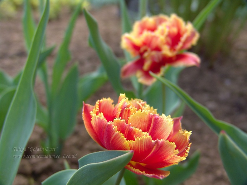 tulipa golden dust