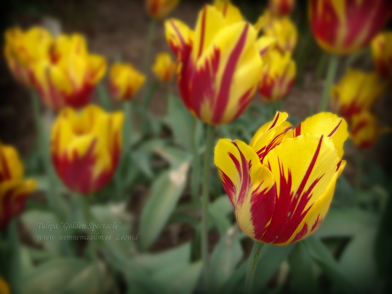 tulipa golden spectacle