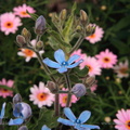 tweedia_caerulea.jpg