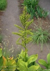 veratrum lobelianum