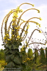verbascum-olympicum-vagihein