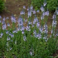veronica gentianoides2a