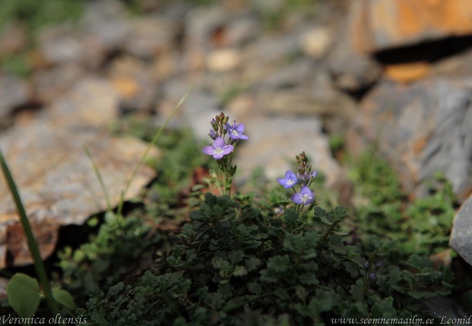 veronica oltensis2