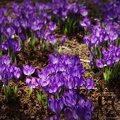 violetsed krookused2