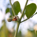zugophyllum-fabago