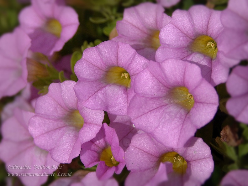 Eesti lilled