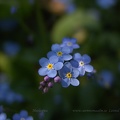 Eesti lilled